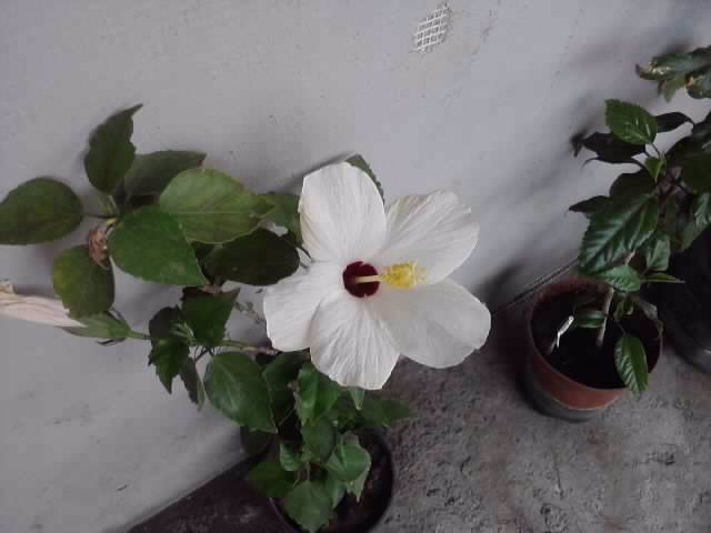 P020812_13.57_[03] - hibiscusi-2012-1