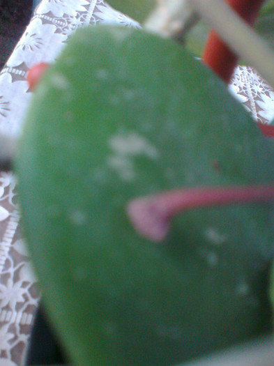 Fotografie1376 - 0 colectie hoya 2013