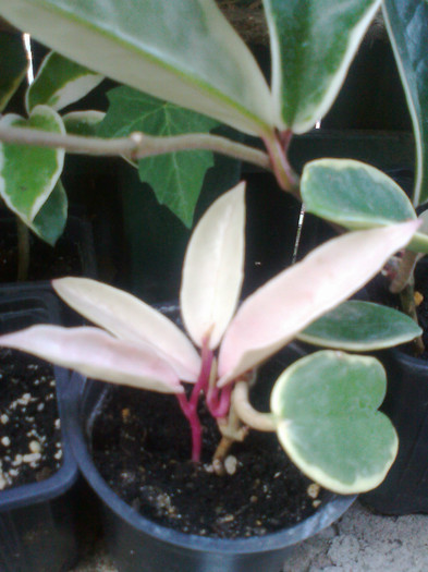 Fotografie1363 - 0 colectie hoya 2013