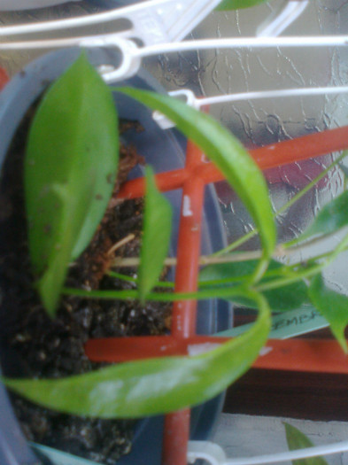 Fotografie1348 - 0 colectie hoya 2013