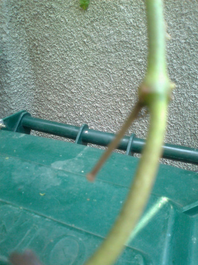 Fotografie1342 - 0 colectie hoya 2013