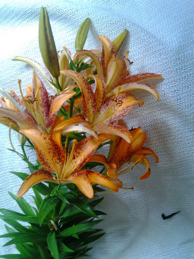 Photo0336