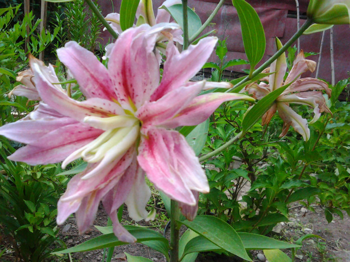 Photo0339