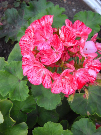 2.08.2012 - Muscate 2012-2013