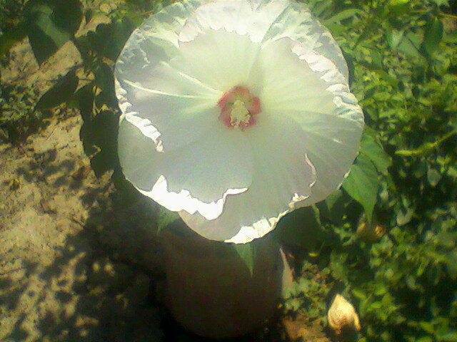  - acasa-curtea mamei mele