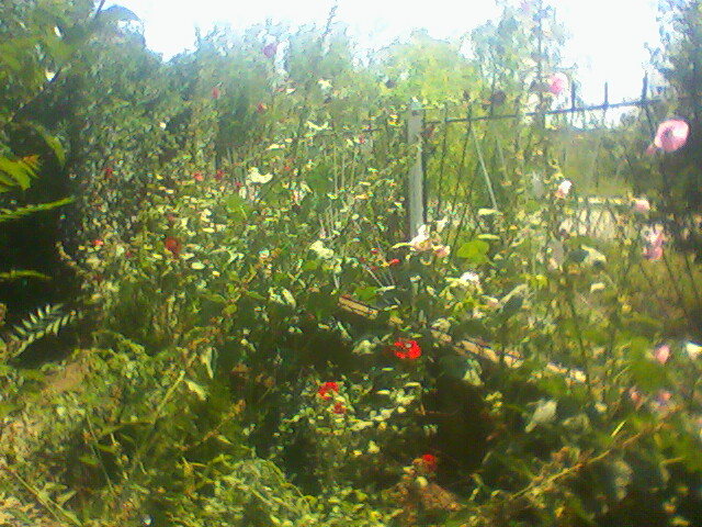  - acasa-curtea mamei mele