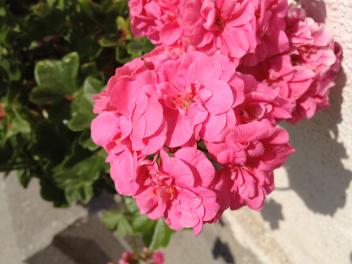 IMG_6534 - v Flori si Imprejurimi