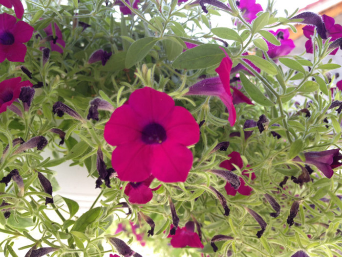 IMG_6536 - v Flori si Imprejurimi