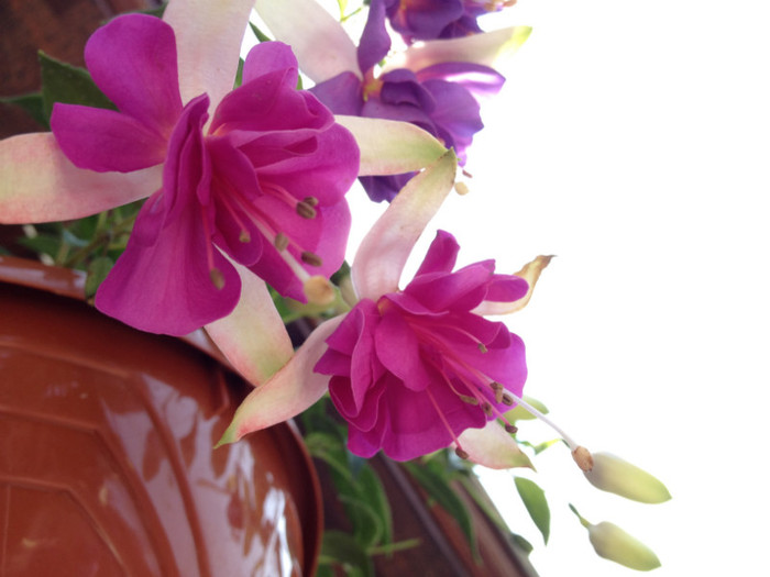 IMG_6538 - v Flori si Imprejurimi