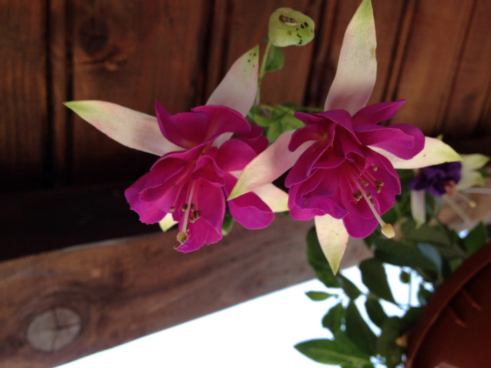 IMG_6539 - v Flori si Imprejurimi