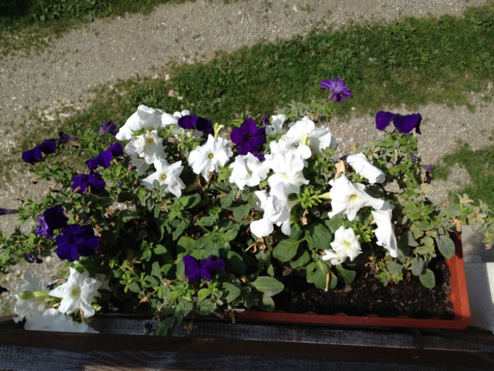 IMG_6544 - v Flori si Imprejurimi