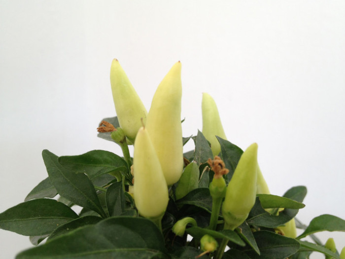 IMG_6546 - v Flori si Imprejurimi