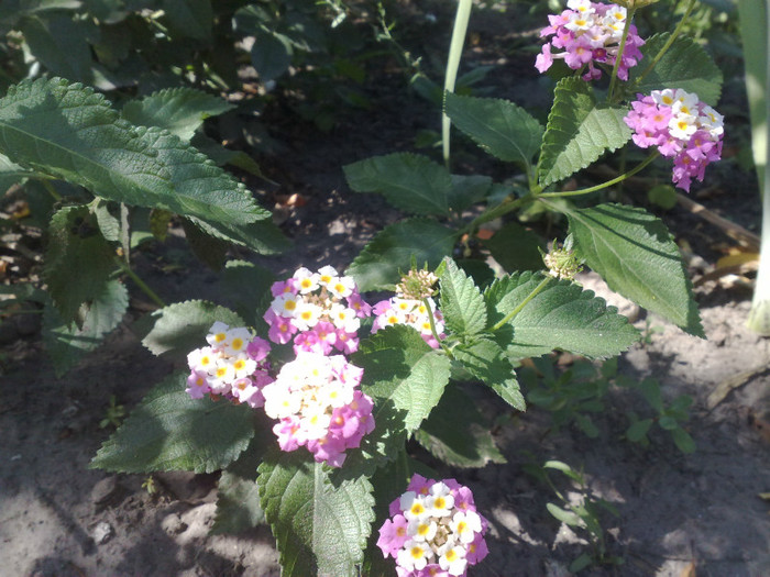 lantana