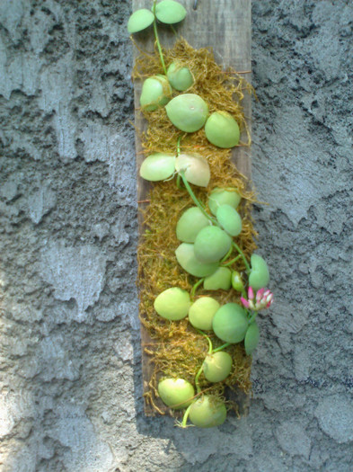 Fotografie0558 - 0 colectie hoya 2013