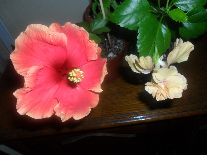 Hibiscus June's Dragon   El Capitolio Sport of Sport