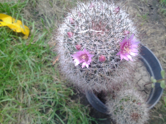 2012-08-02 14.38.54 - cactusi de vinzare