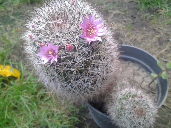 2012-08-02 14.39.03 - cactusi de vinzare