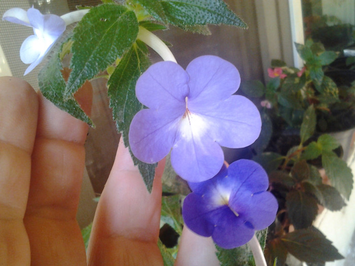 2012-08-03 09.42.56 - achimenes