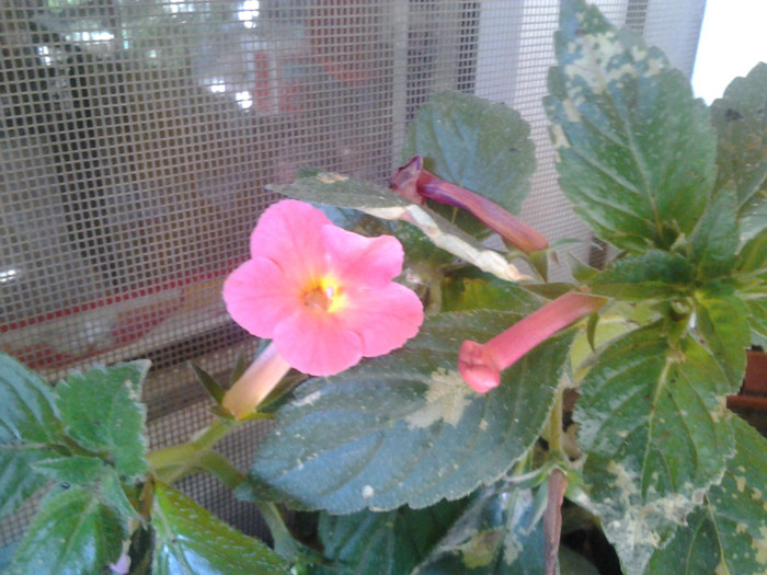 2012-08-03 09.43.14 - achimenes