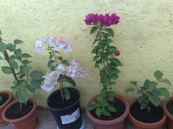 au inflorit a doua oara