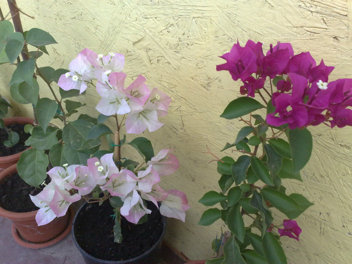 dupa ce le-am schimbat ghivecele