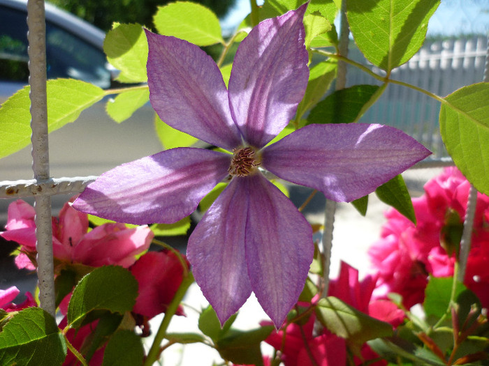 clematita iunie 2012 - Clematis