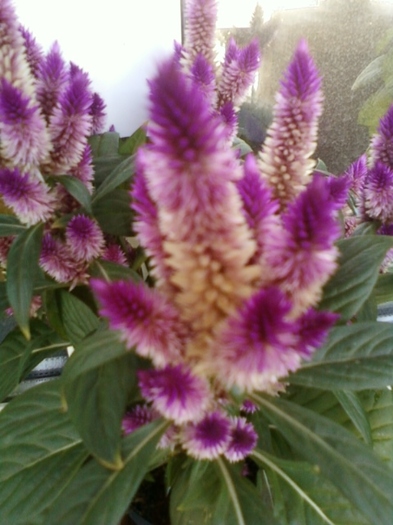 celosia caracas - august 2012-flori