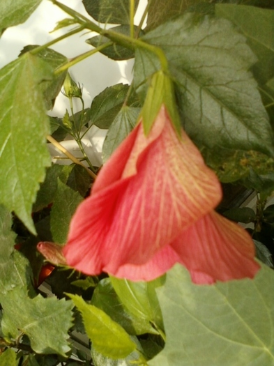 3 august 2012-flori 030