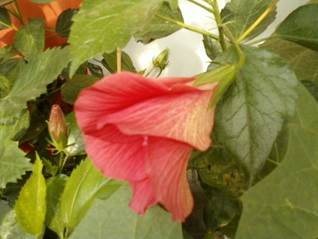 3 august 2012-flori 036