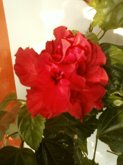 3 august 2012-flori 034