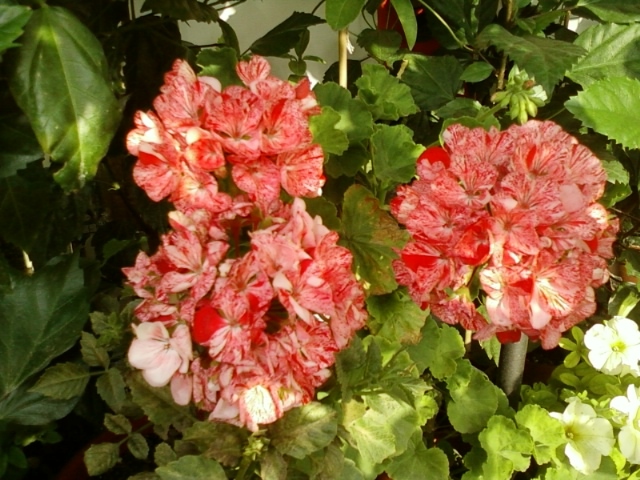 3 august 2012-flori 043