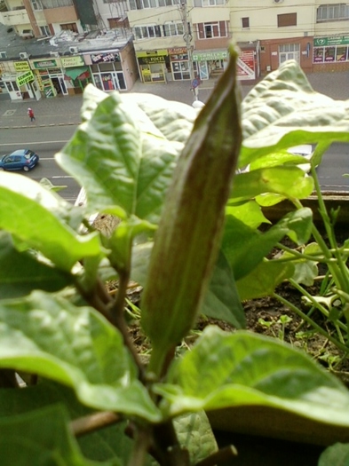 3 august 2012-flori 050