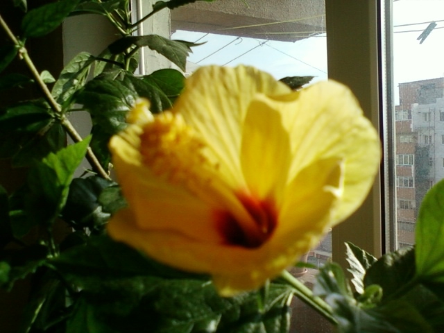 3 august 2012-flori 067