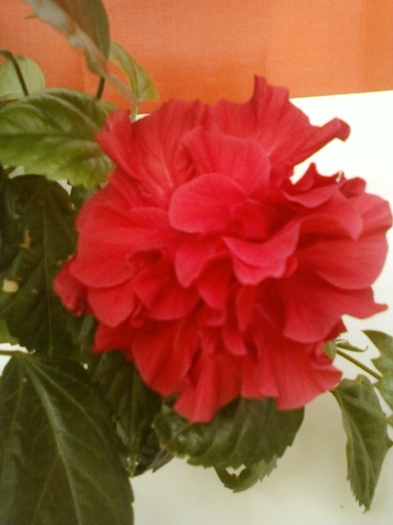 3 august 2012-flori 072