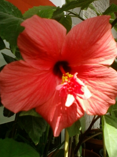 h. rosu simplu-cu "mot"...