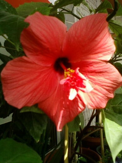 3 august 2012-flori 076