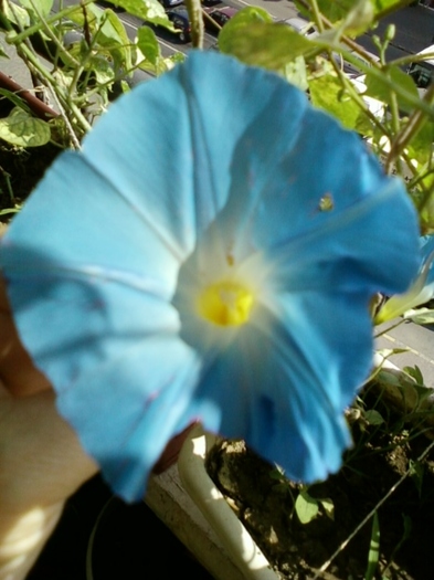 3 august 2012-flori 077