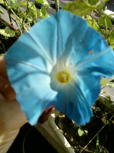 3 august 2012-flori 079