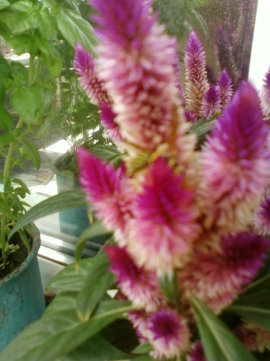 celosia caracas