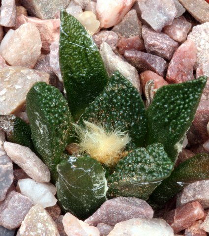 agavoides x scaphirostris - Ariocarpus - hibrizi