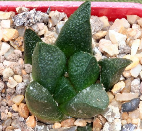 trigonus x scaphirostris - Ariocarpus - hibrizi