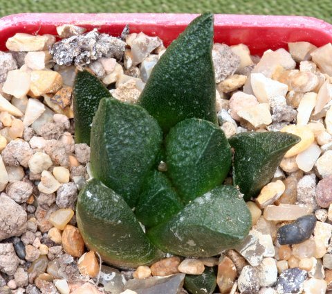 trigonus x scaphirostris - Ariocarpus - hibrizi