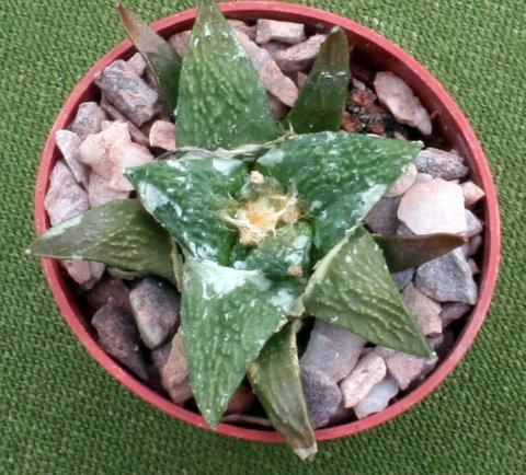 hintonii x retusus - Ariocarpus - hibrizi