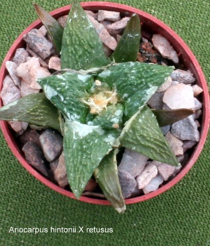 hintonii x retusus - Ariocarpus - hibrizi