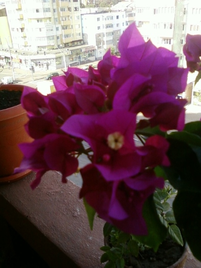 3 august 2012-flori 013