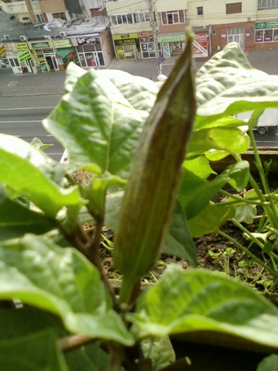3 august 2012-flori 048 - brugmansia si datura