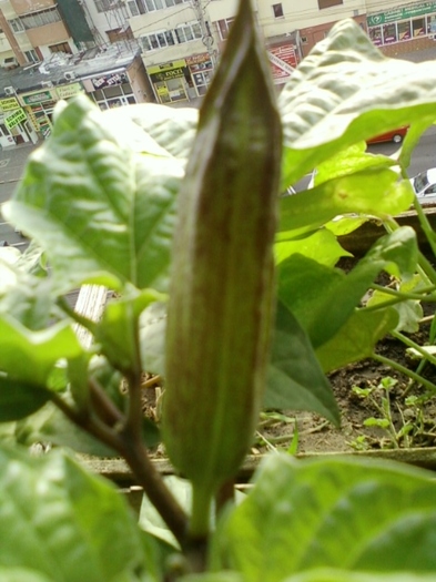 datura mov - brugmansia si datura