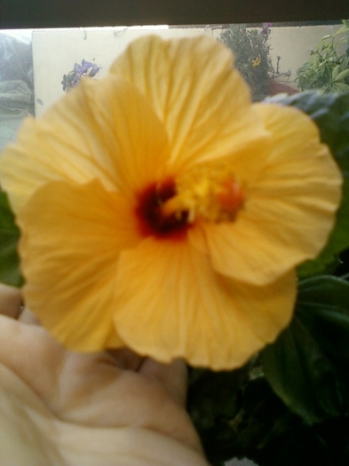 3 august 2012-flori 001