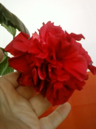 3 august 2012-flori 004 - hibiscus