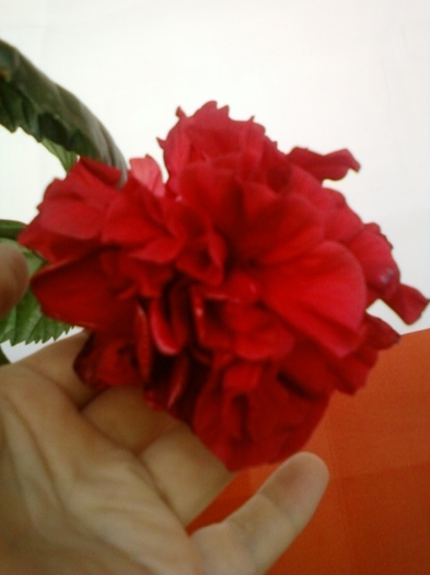 hibi rosu batut - hibiscus
